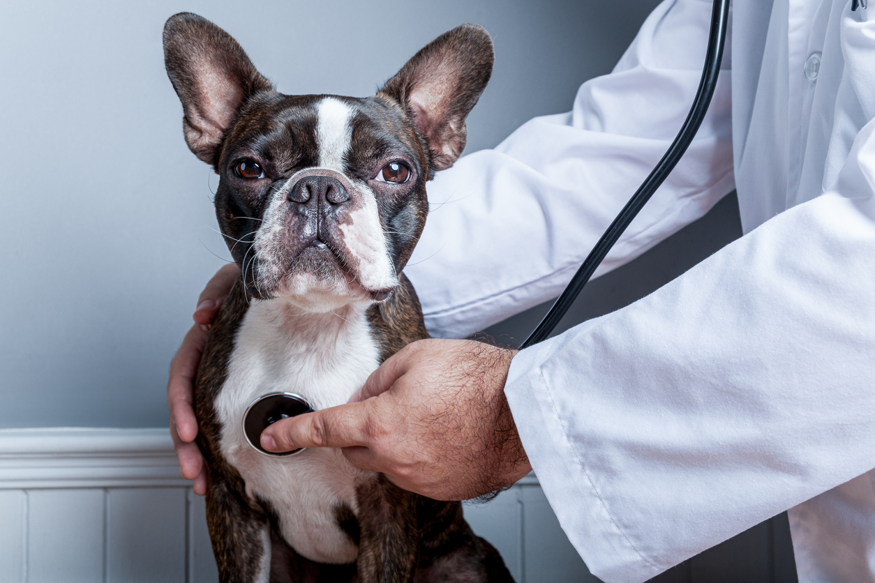 Veterinarian listening to dog's heartbeat